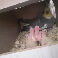 عروس با ۴جوجه