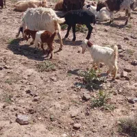 بز با دو بزغاله