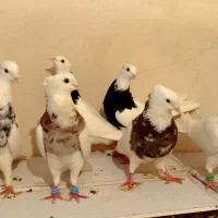 طوقی