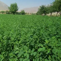 فروش یونجه