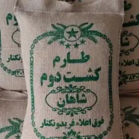 برنج کشت دوم شاهان