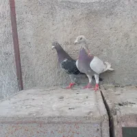 الماسی بی خط