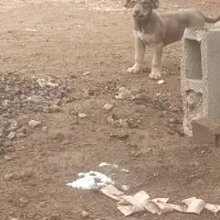 سگ پژدر|سگ|بیجار, |دیوار