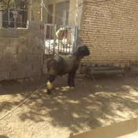 میش داشتی  بره قوچی و قوچ