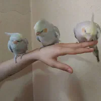 پنج عدد عروس هلندی با سه تا تخم