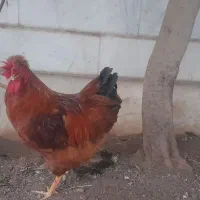 خروس زیبای جوان