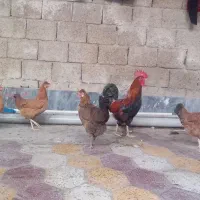 مرغ و خروس محلی