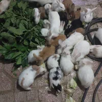 خرگوش