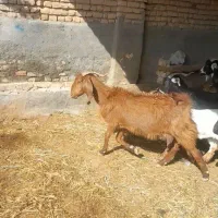 بز شیرا بزغاله میش
