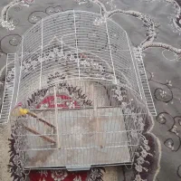 قفس فروشی