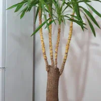 گل یوکا تنه دار