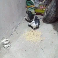 گله سینه دم تخم