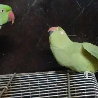 طوطی ملنگو ماده مست