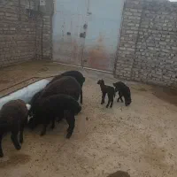 5راس بره نر شالی|حیوانات مزرعه|قزوین, |دیوار