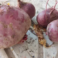 چغندر قرمز