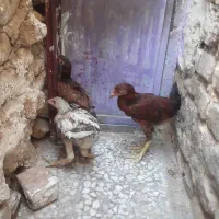 ۳تاجوجه محلی شروه ای
