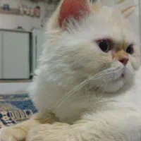 جفت‌گیری گربه پرشین هیمالیا