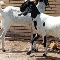بزابستن دوقلوزا