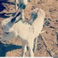 شیرالاغ
