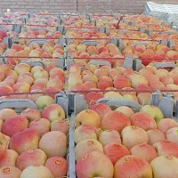 کارگری چیدن میوه از قبیل آلو سیب هلو