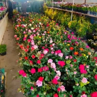 خدمات باغبانی و کشاورزی