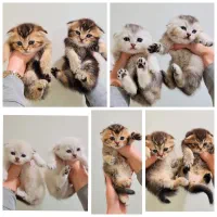 گربه های اسکاتیش