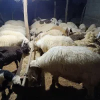 میش شیرازی