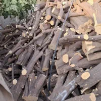 خرید و قطع درخت و چوب مرکبات و صنوبر و باغی