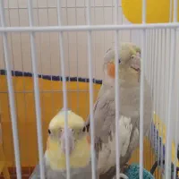 عروس هلندی مولد