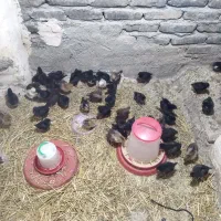 جوجه محلی 15روزه فروشی