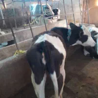 گوساله ماده سیمینتال یک ساله