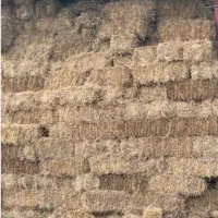 کولش گندم دیم