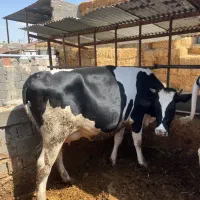 تلیسه ابستن