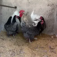 مرغهای خاص و زینتی