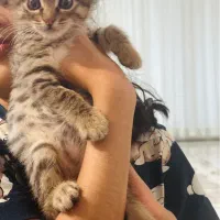 واگذاری گربه رایگان
