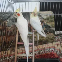 عروس هلندی لوتینو