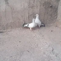 پرنده