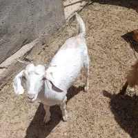 بز با بزغاله بزرگ
