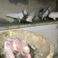 جوجه طوقی غلط دار