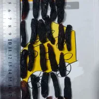 انگور موندراپ گلدانی