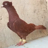 کبوتر سرخ یه کت سفید نر