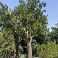 کارگر کشاورز فنی و حرفه‌ای