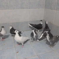 مفلق دمگیر بدرنگ زره ای دولا گلپنبه سیاه پشت دوبحر