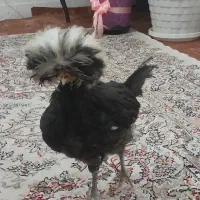 خروس دوماهه لهستانی