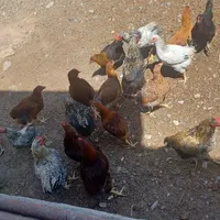 جوجه خروس ۵ماهه|پرنده|مشهد, لقمانی|دیوار