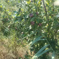 باغ-پنج-ساله-موقعیت-تجاری-سند-شش-دانگ-عرصه-و-عیان