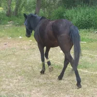 اسب|اسب و تجهیزات اسب‌سواری|اردبیل, |دیوار
