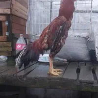 خروس لاری|حیوانات مزرعه|لاهیجان, بازکیاگوراب|دیوار