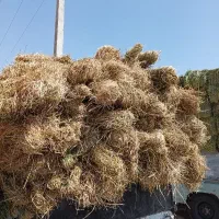 بیده یونجه