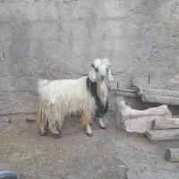 نر بز نژاد دوقلو